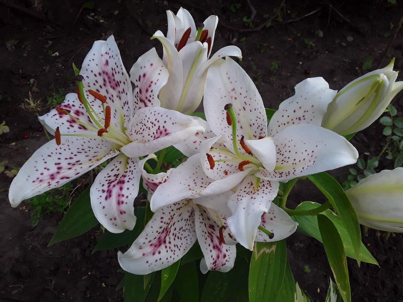 лилия тренд. лилия тренд. лилия тренд. лилия восточная бьютитренд. лилия восточная том паус.