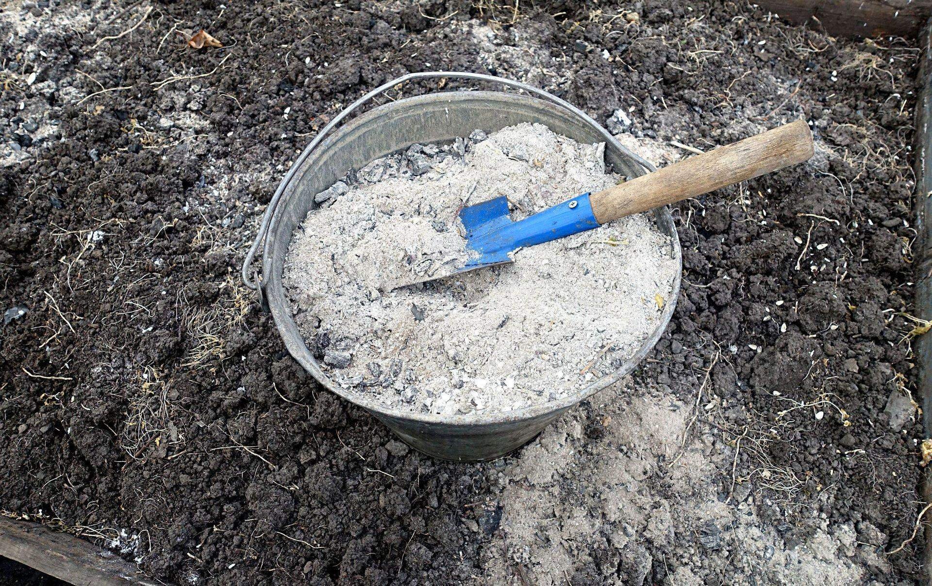 почва для картофеля. болезни почвы. напоминают золу почвы. плесень на почве в огороде. земля удобрения овощи.