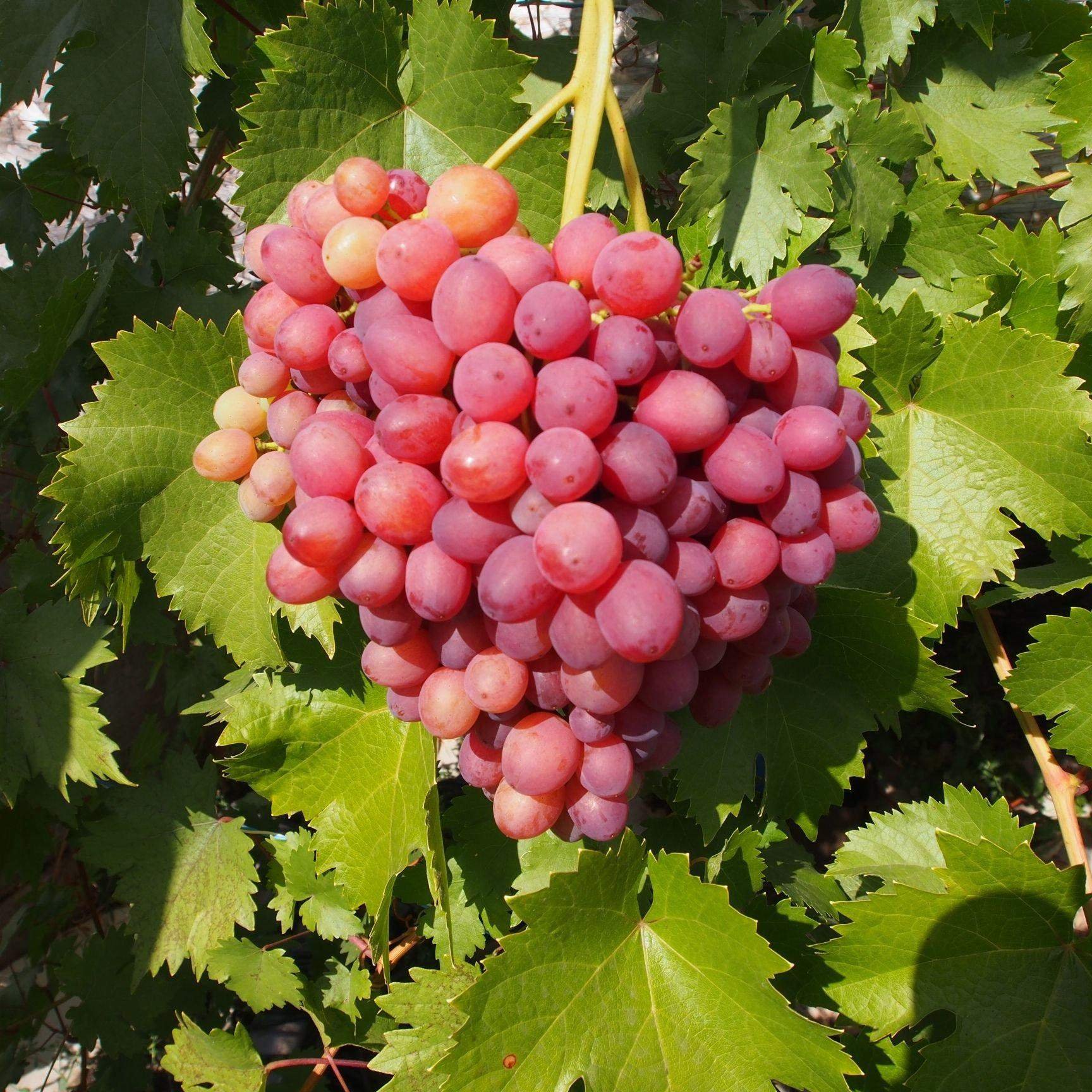 Выращивают ли в Самаре виноград
