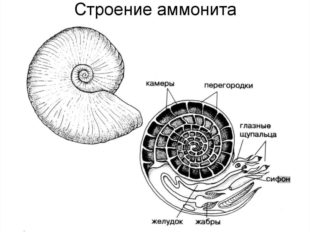 Спиральная разделенная на камеры раковина картинки