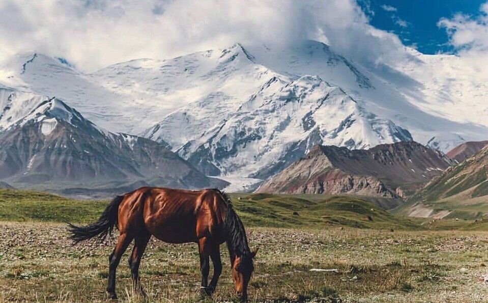 Киргизия лошади