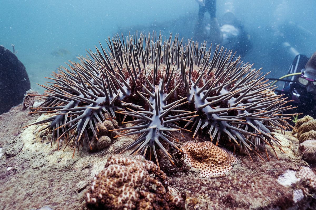 Морская звезда «Терновый венец» (Acanthaster planci).