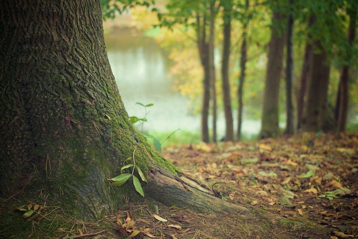 Фото с сайта Pixabay