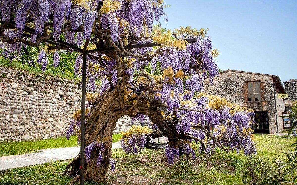 Глициния дерево Абхазия