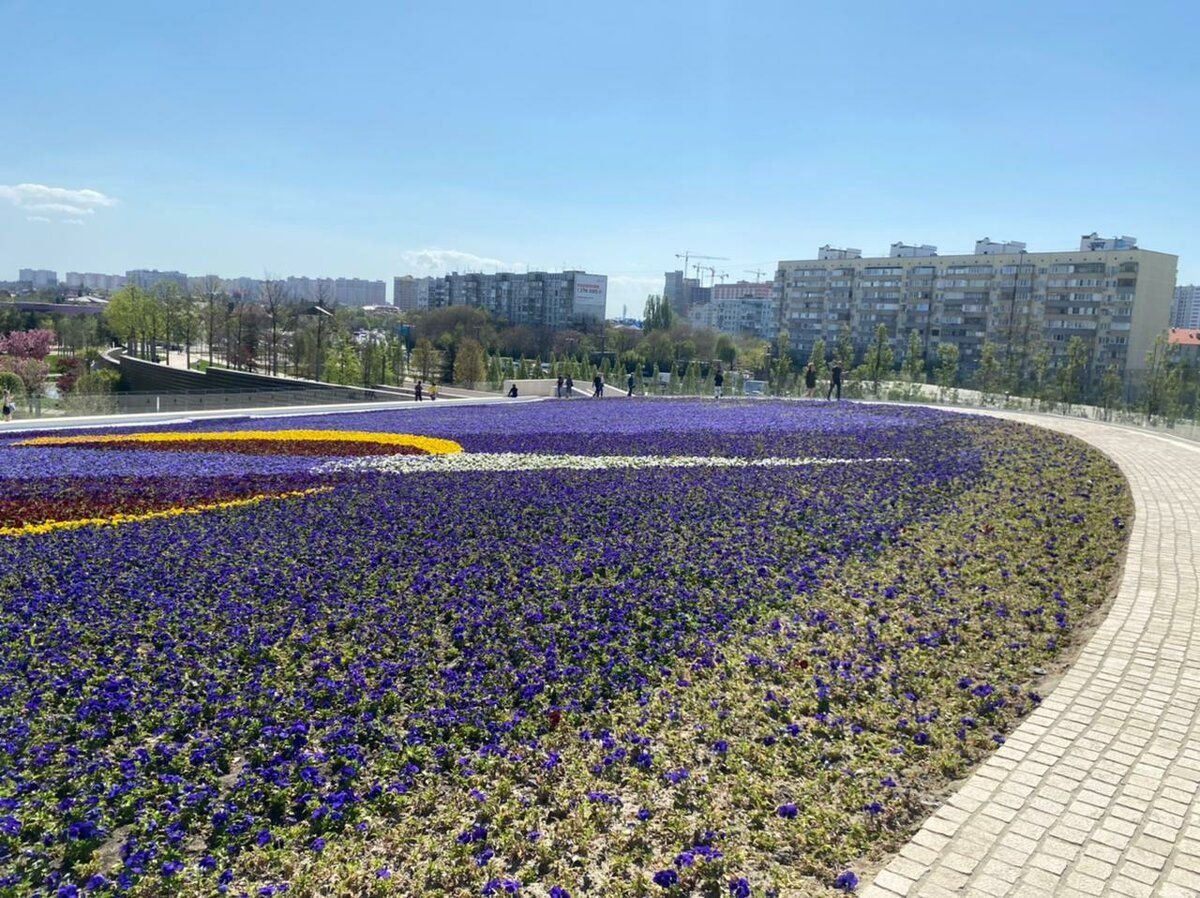 В краснодаре в парке галицкого цветут. Парк Галицкого Лаванда. Парк Галицкого в Краснодаре шалфей. Парк Галицкого клумбы. Крокусы парк Галицкого.