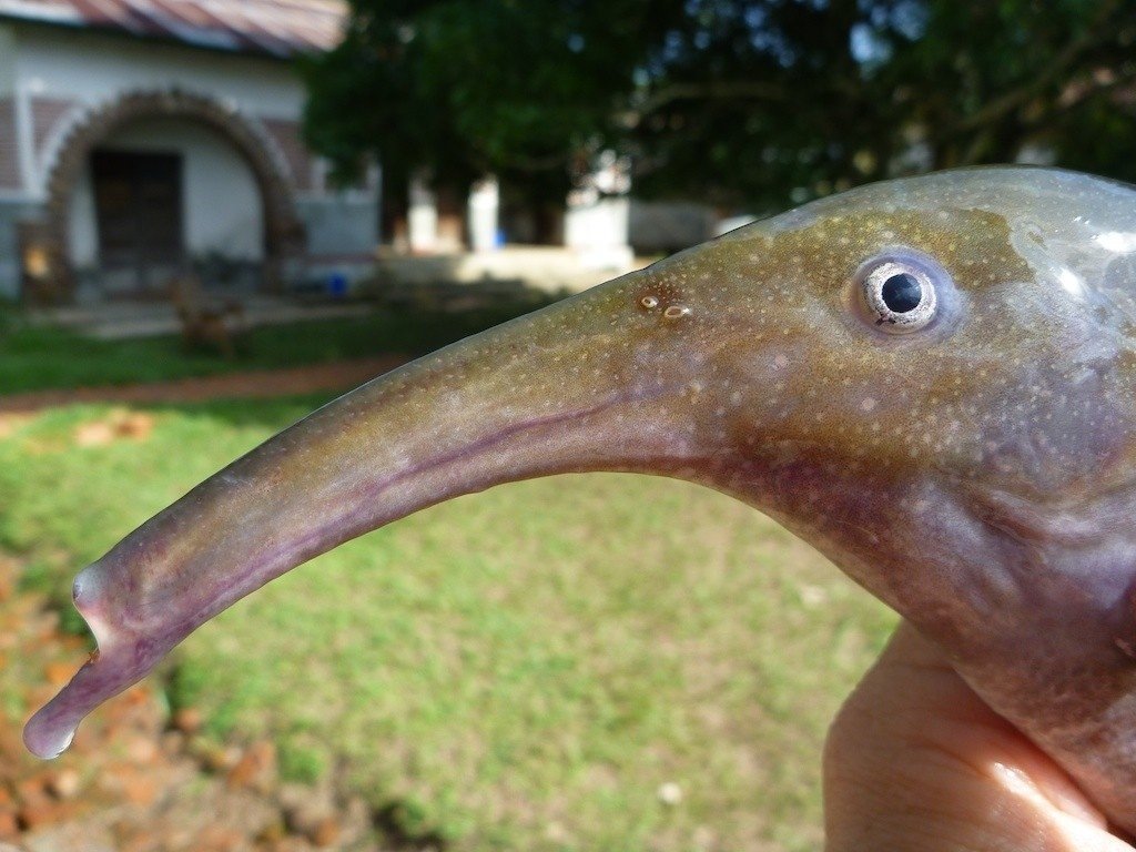 Рыба с утиным носом фото и название
