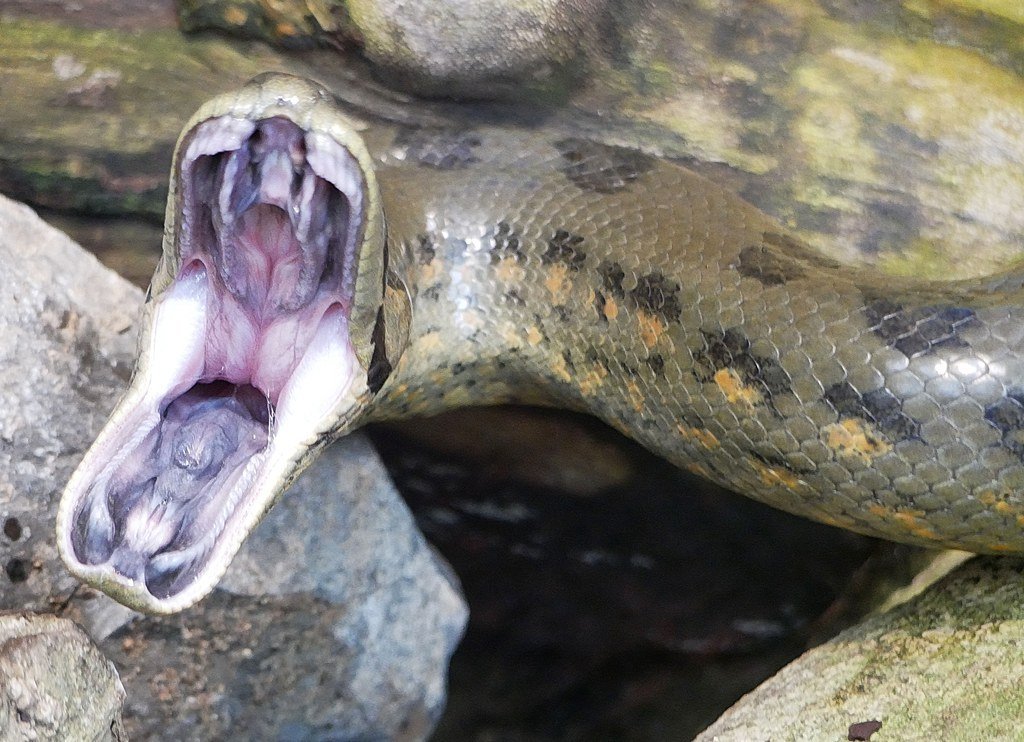 Картинки как змея ест человека