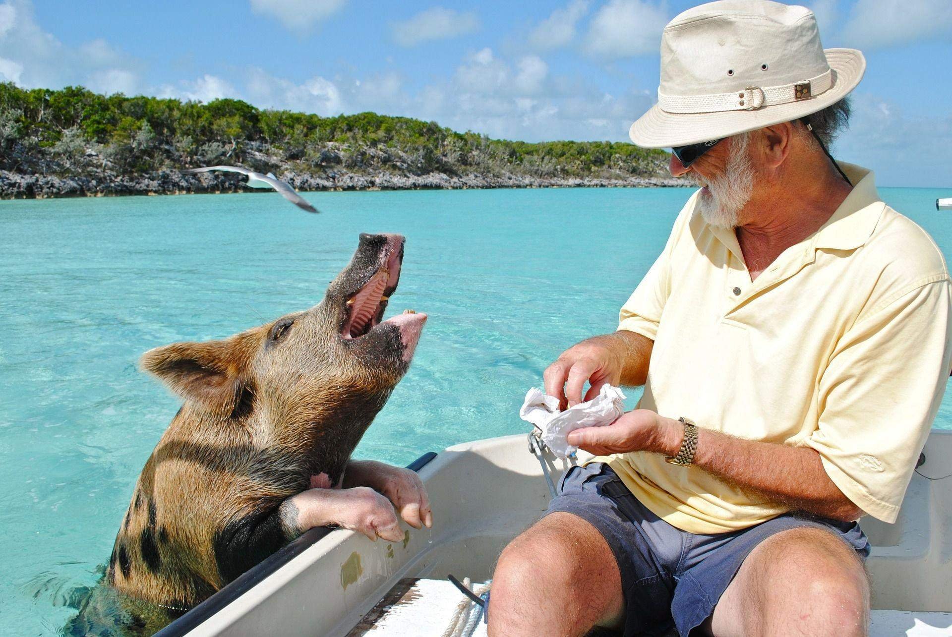 Остров Эксума Багамы свинки