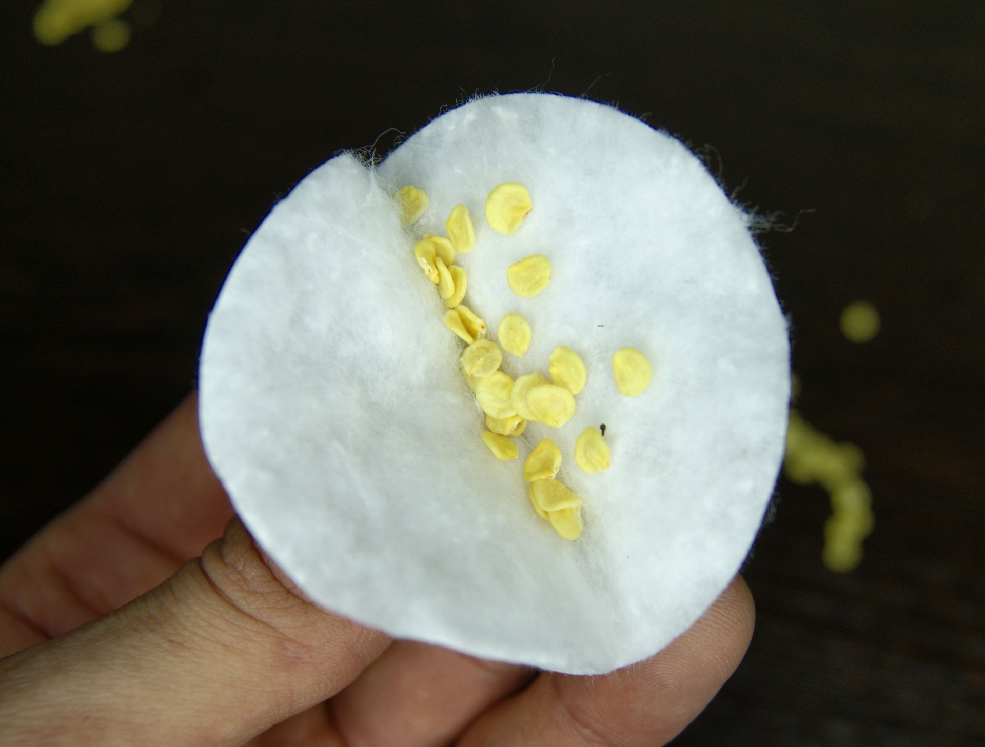 посадка семян в ватные диски. проращивание на ватных дисках. проращивание на ватных дисках. проросшее семя на ватном диске. семена помидоров на ватном диске.