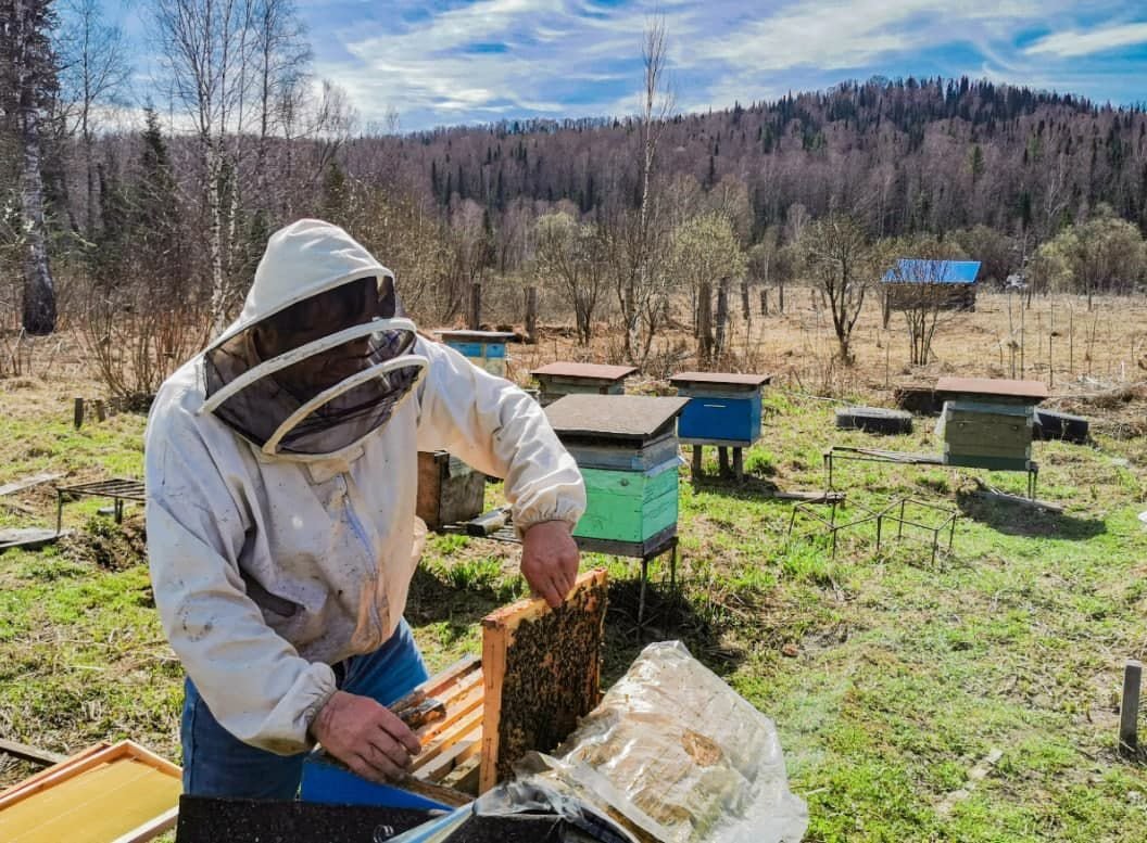 Какой продукт нельзя получить на пасеке. Горный Алтай пасека. Пасека мед Борис Александрович Алтай. Горная пасека Ингушетия. Горная пасека Адыгея.