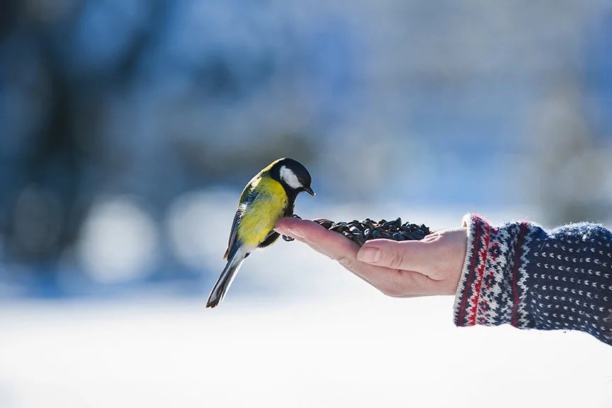 Синица на английском. Кормление птиц. Кормление птиц зимой. Синица в руках. Человек кормит птиц.
