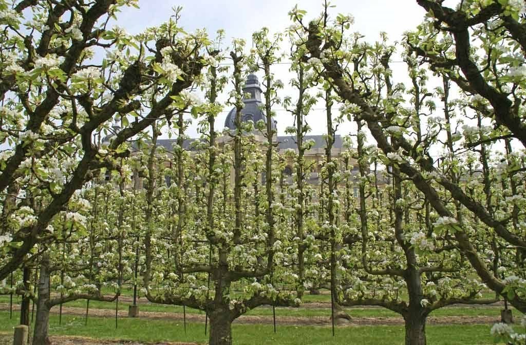 Формирование чашевидной кроны. Кроны плодовых деревьев. Персик пальметта. Формировка яблони пальметта. Яблоня с раскидистой кроной.