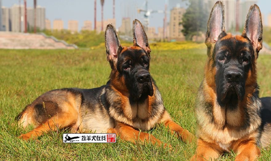 Китайская овчарка фото цена Китайская овчарка 58 фото - ZooClever.ru