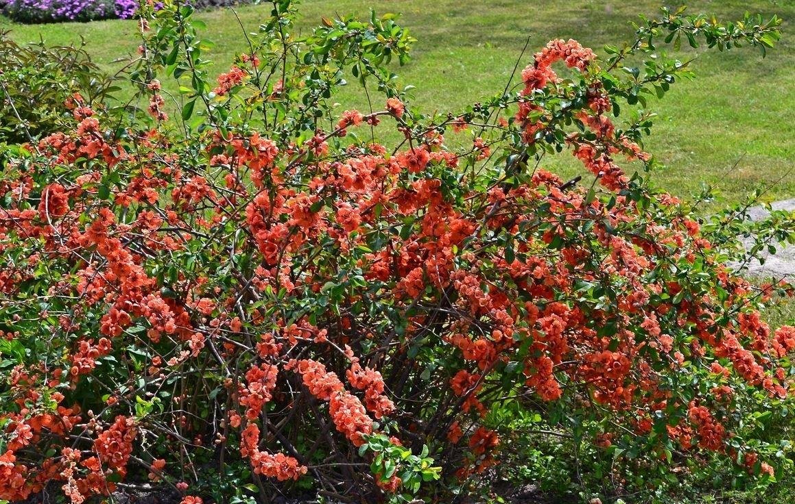 Айва кустарник в ландшафтном дизайне