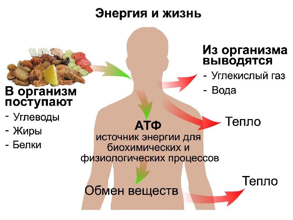 Обмена ем. Обмен веществ обменные процессы в организме. Обмен веществ и энергии в организме человека. Обмен энергии в организме. Метаболизм человека.