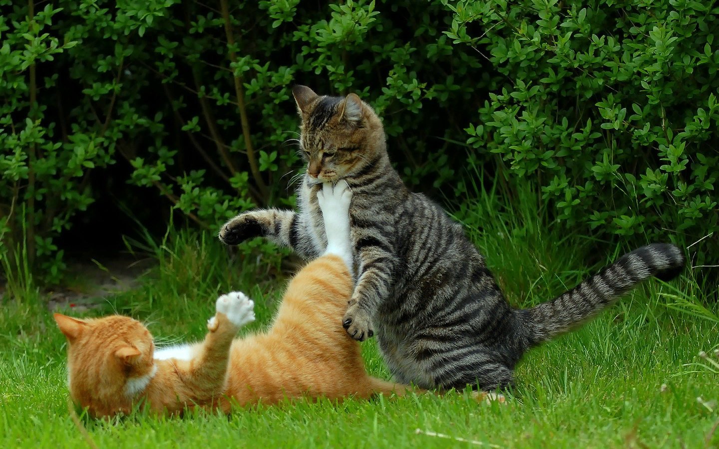 Коты дерутся картинка