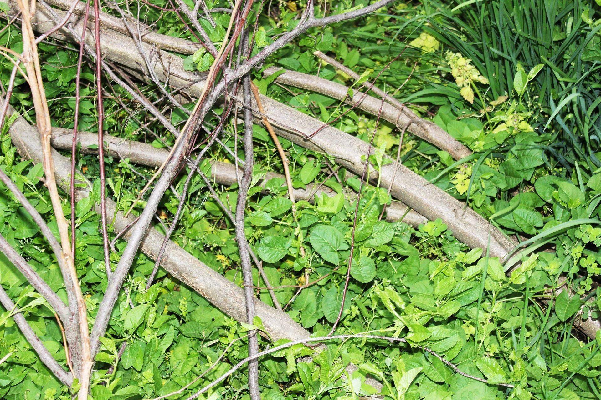 Как утилизировать ветки и траву на своем участке