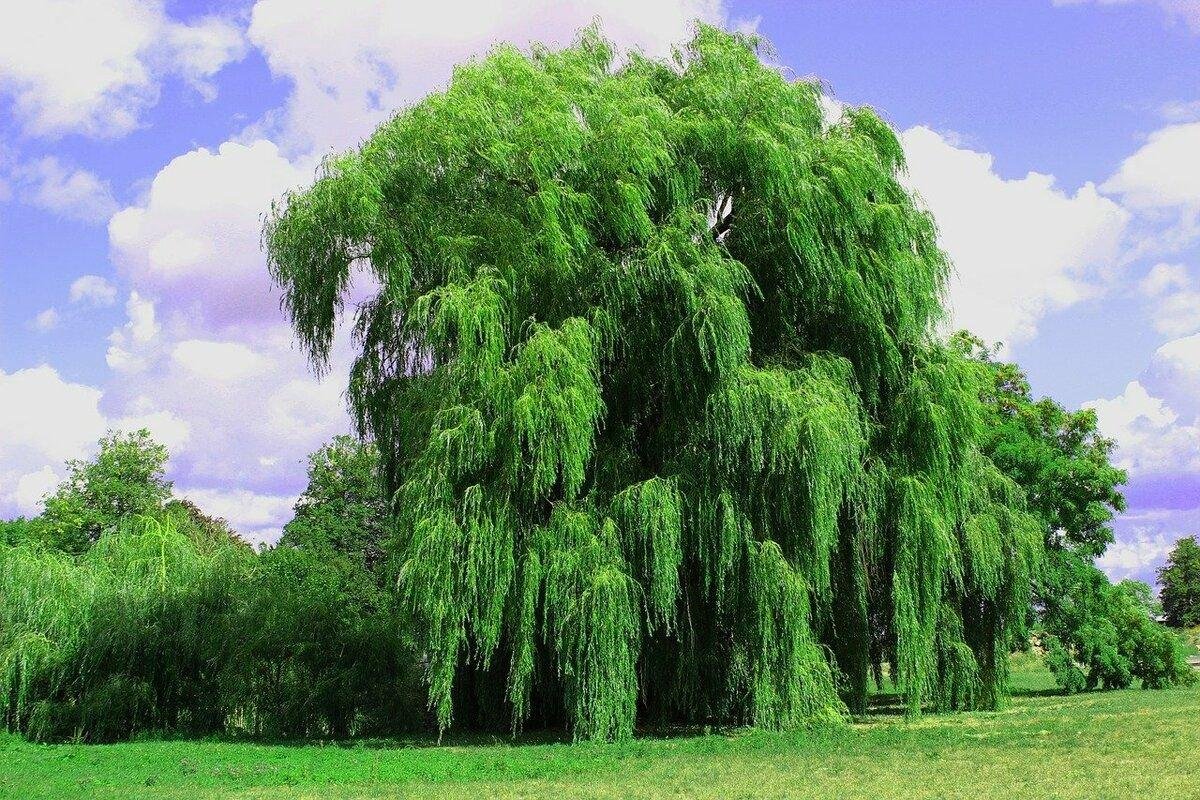 Фото с сайта Pixabay