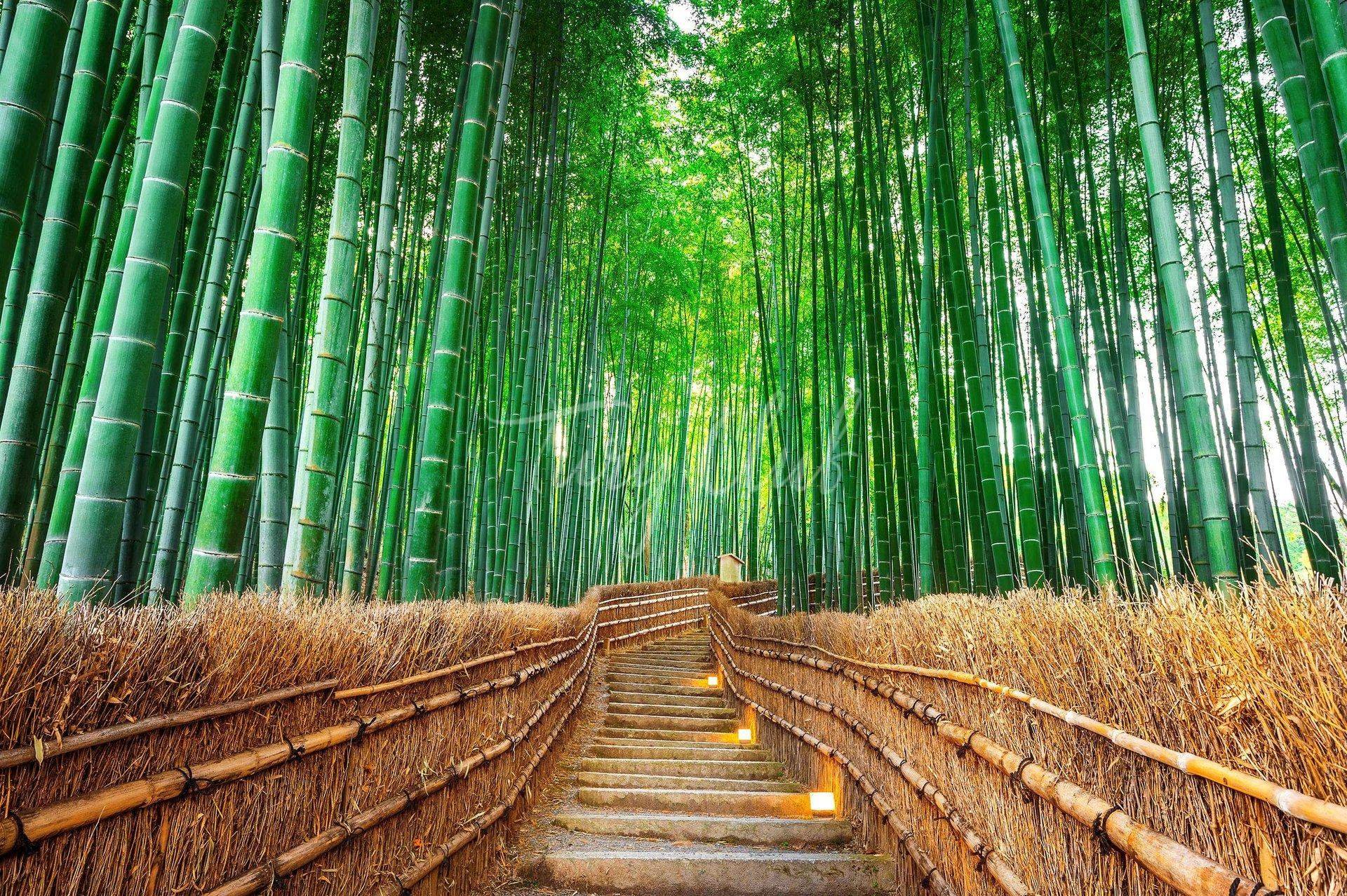 3. Бамбуковый лес Сагано(Киото).