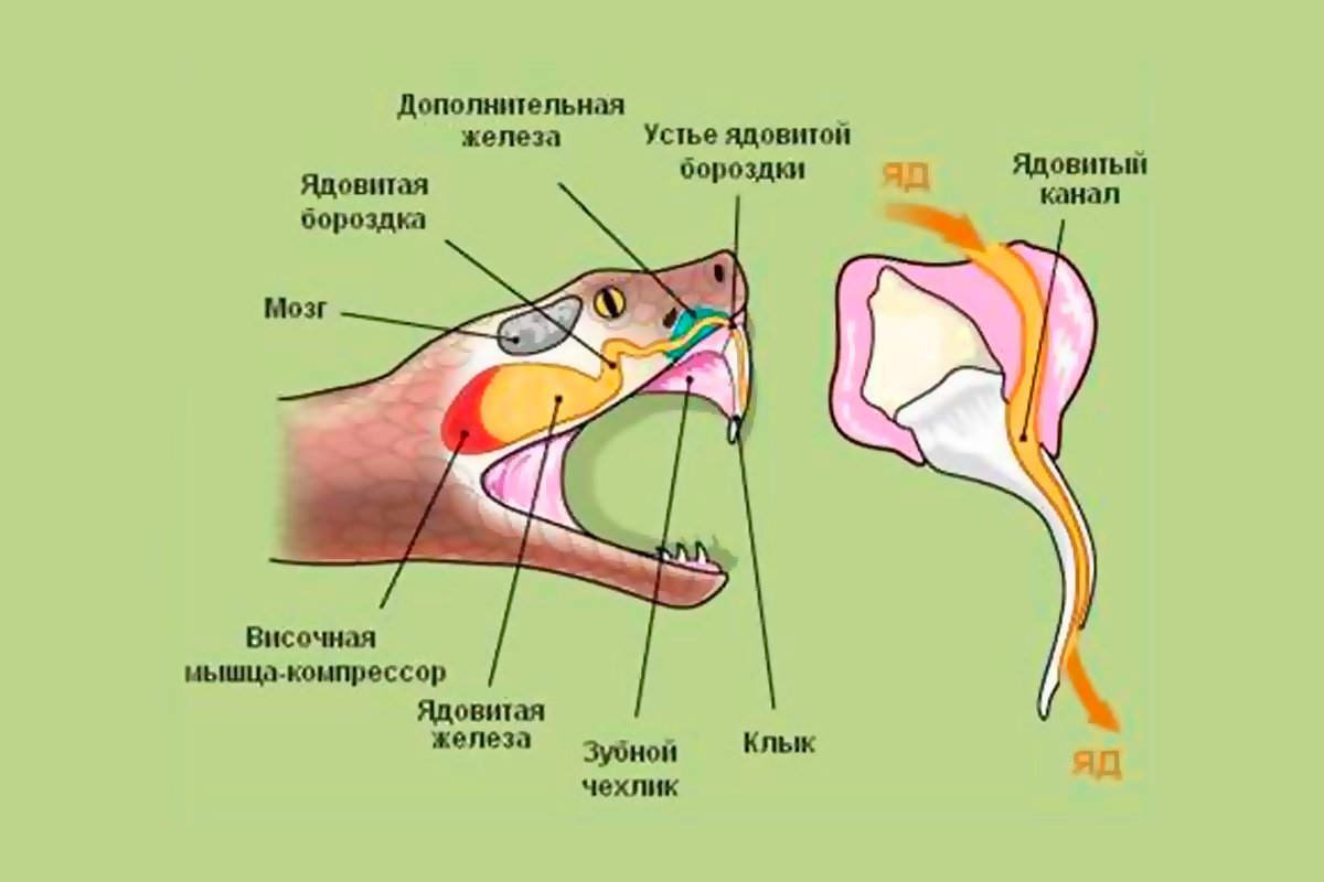 Обоняние у пресмыкающихся. Ядовитый аппарат змеи строение. Строение ядовитого аппарата гадюк.