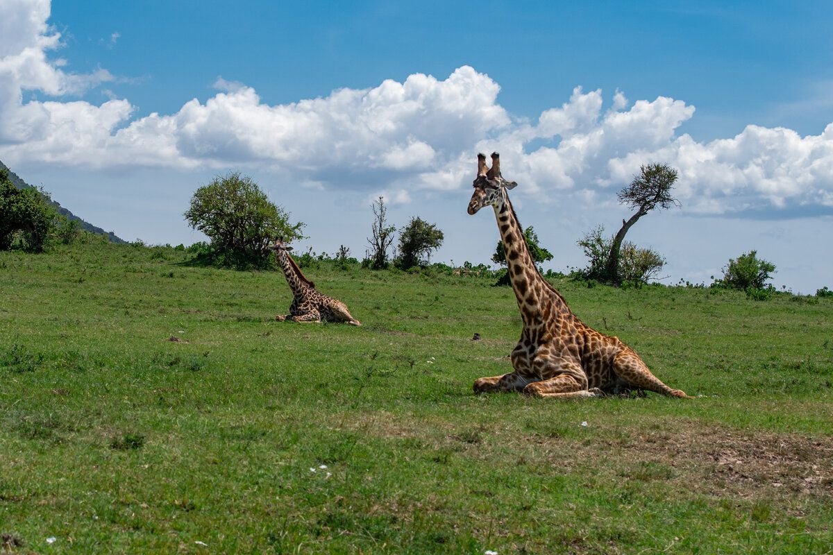 Как спит жираф в дикой природе фото