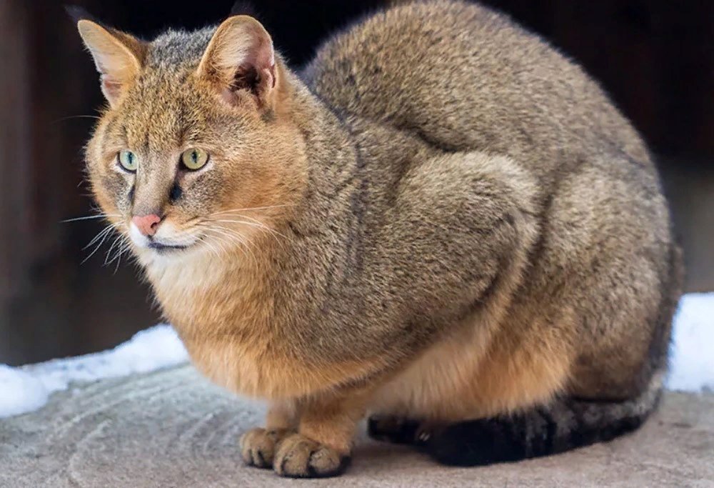 Породы больших домашних кошек с фотографиями и названиями