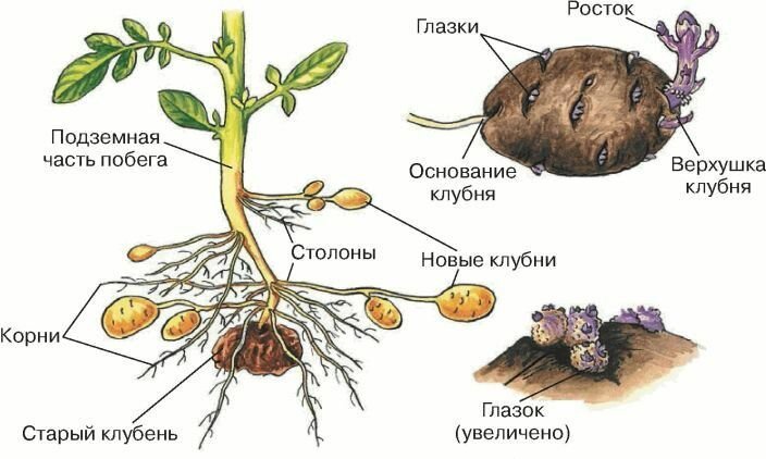 Стебель картофеля. Клубень и столоны картофеля. Строение клубня картофеля столон. Столоны седмичника и клубни картофеля. Подземный побег клубень картофеля.