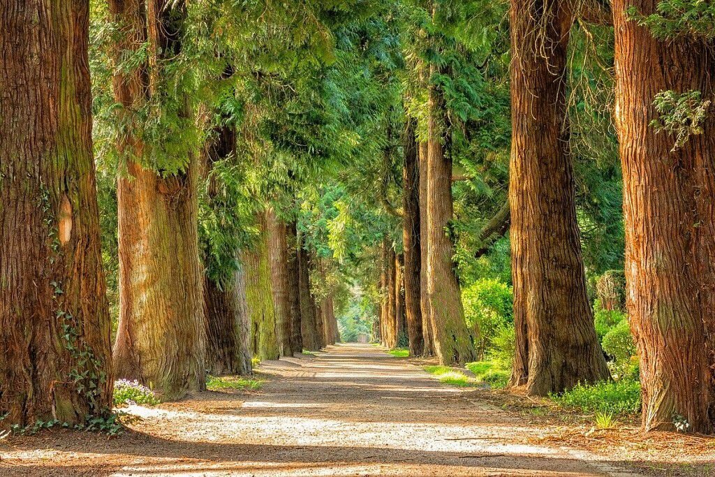 Фото с сайта Pixabay