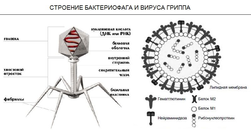 Как вшить вирус в картинку