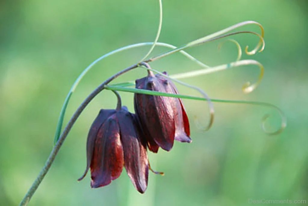 Растение рябчик русский. Fritillaria ruthenica. Рябчик русский Fritillaria ruthenica. Рябчик русский красная книга. Рябчик русский ареал.