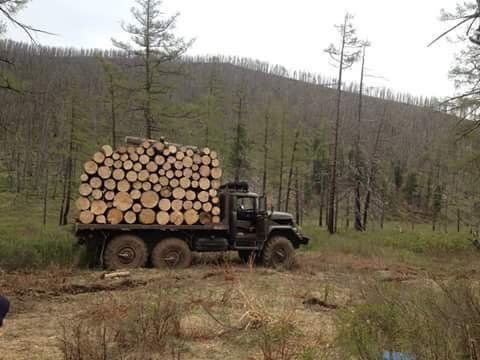 Как возят лес в Монголии
