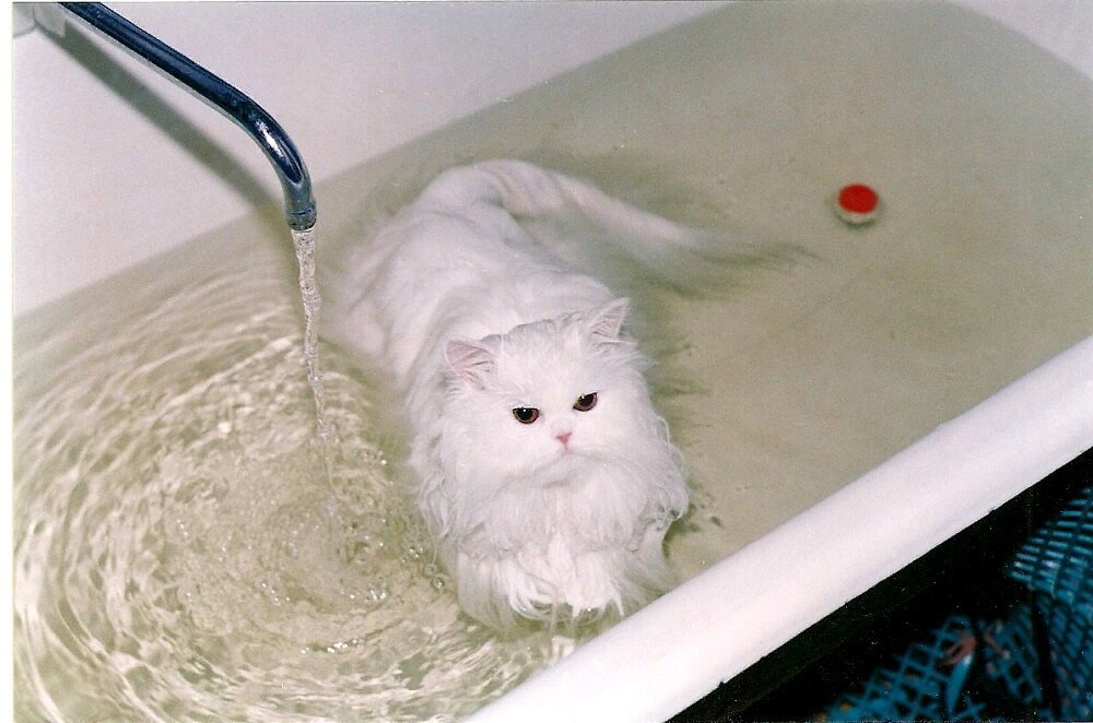 Котенок купается. Кошка моется. Котик в ванной. Мокрый котик.