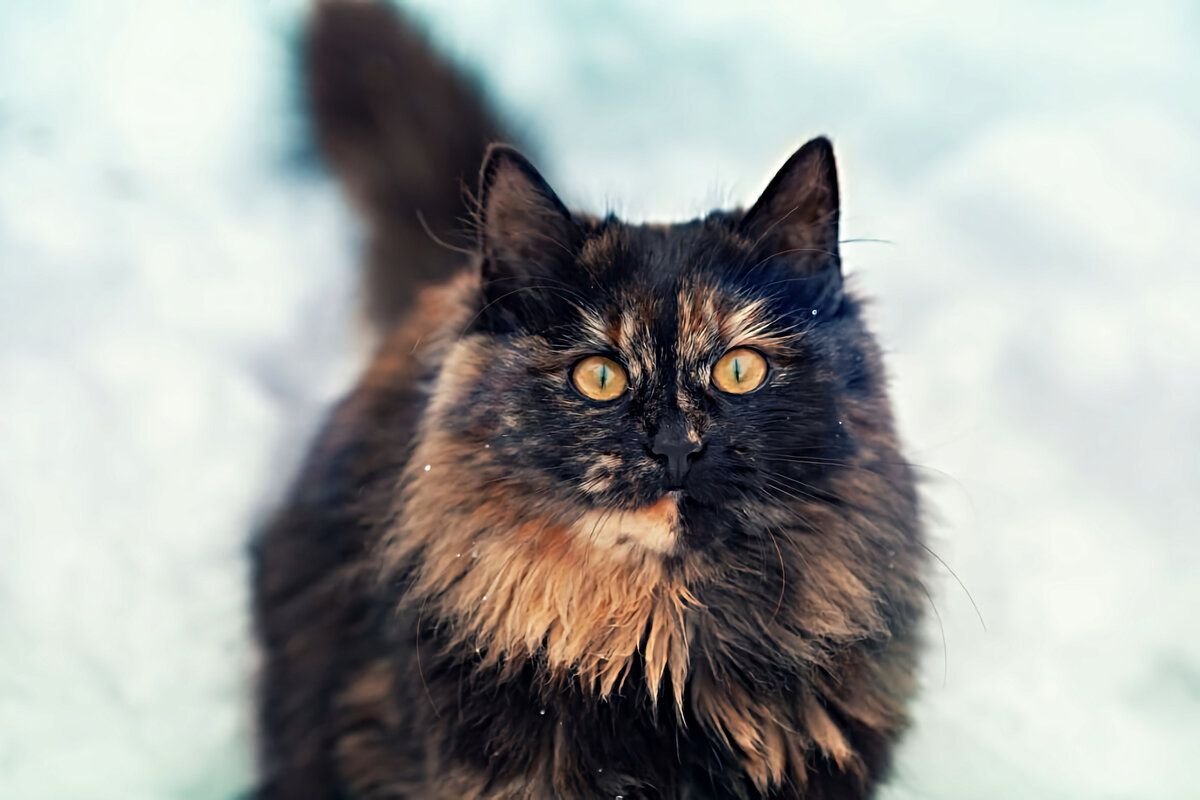 Tortoiseshell Cat порода