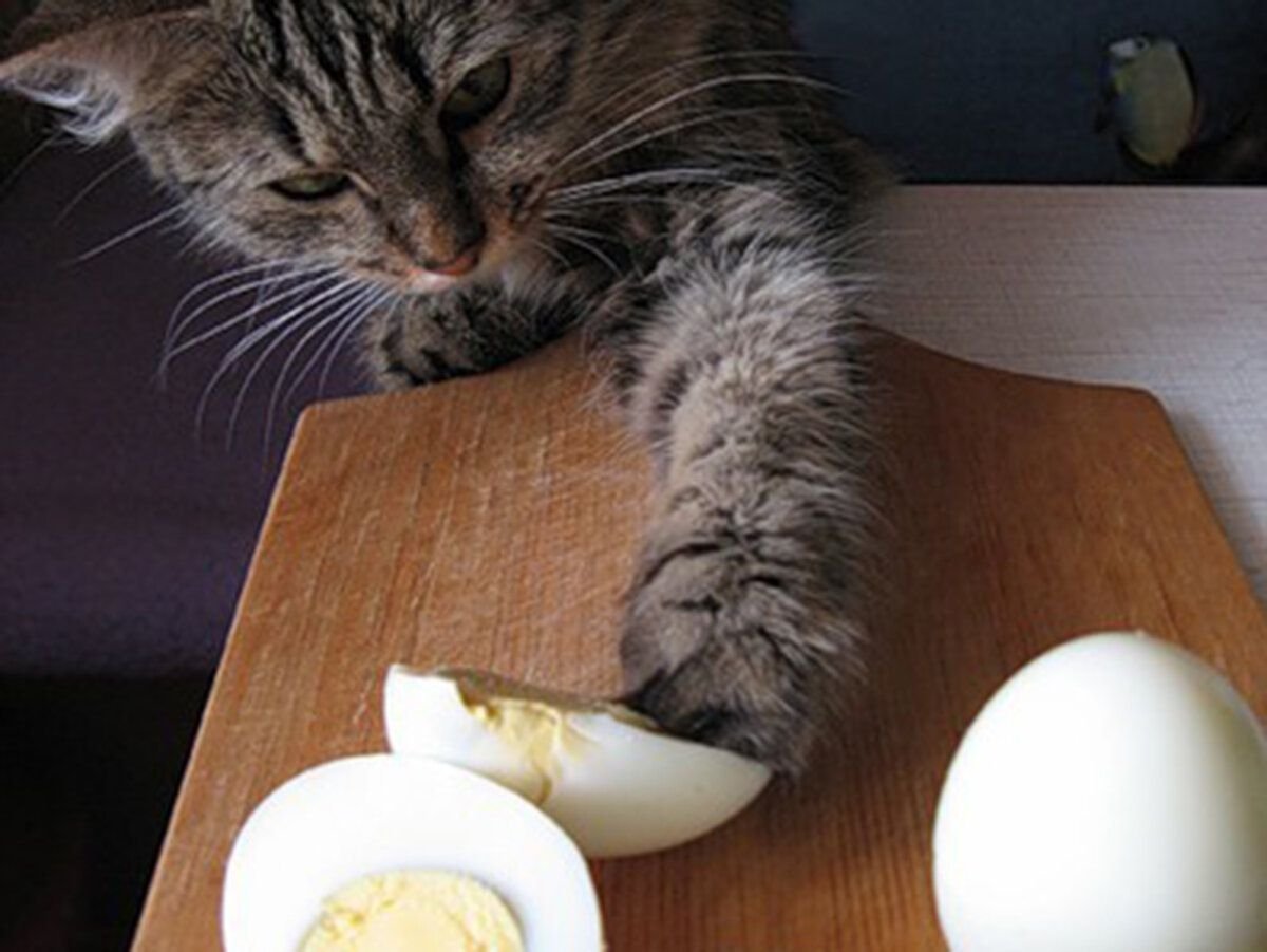 Можно коту яйцо. Яйца кота. Кошачьи яички. Коты с яйцами. Кот ест яйца вареные.