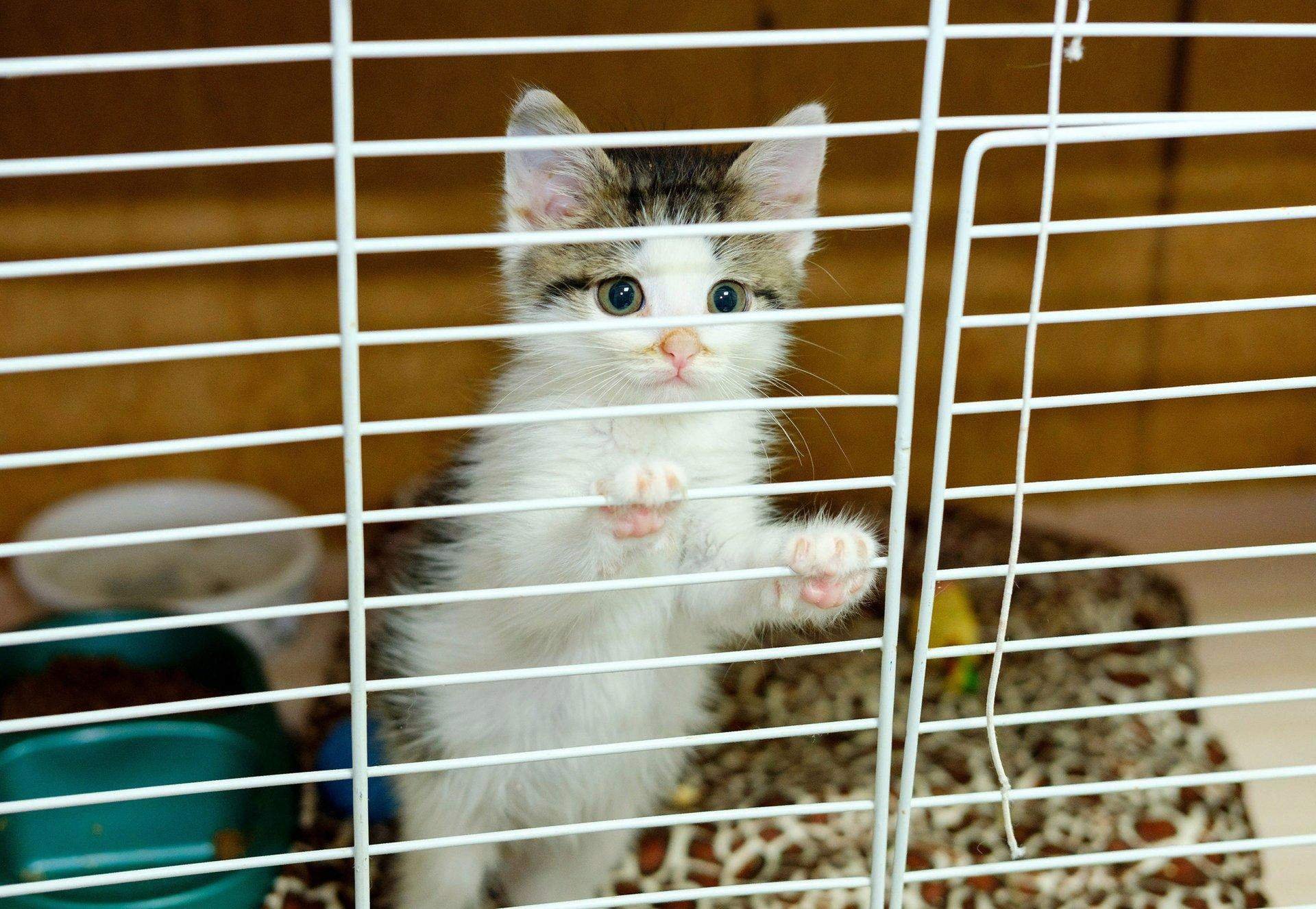 Приют кошечек. Кошачий приют. Коты в приюте. Котята из приюта.