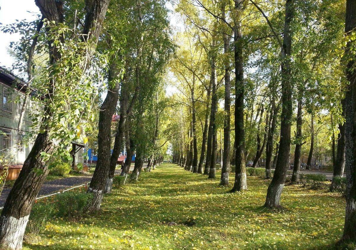 Аллея серебристых тополей бронзовая