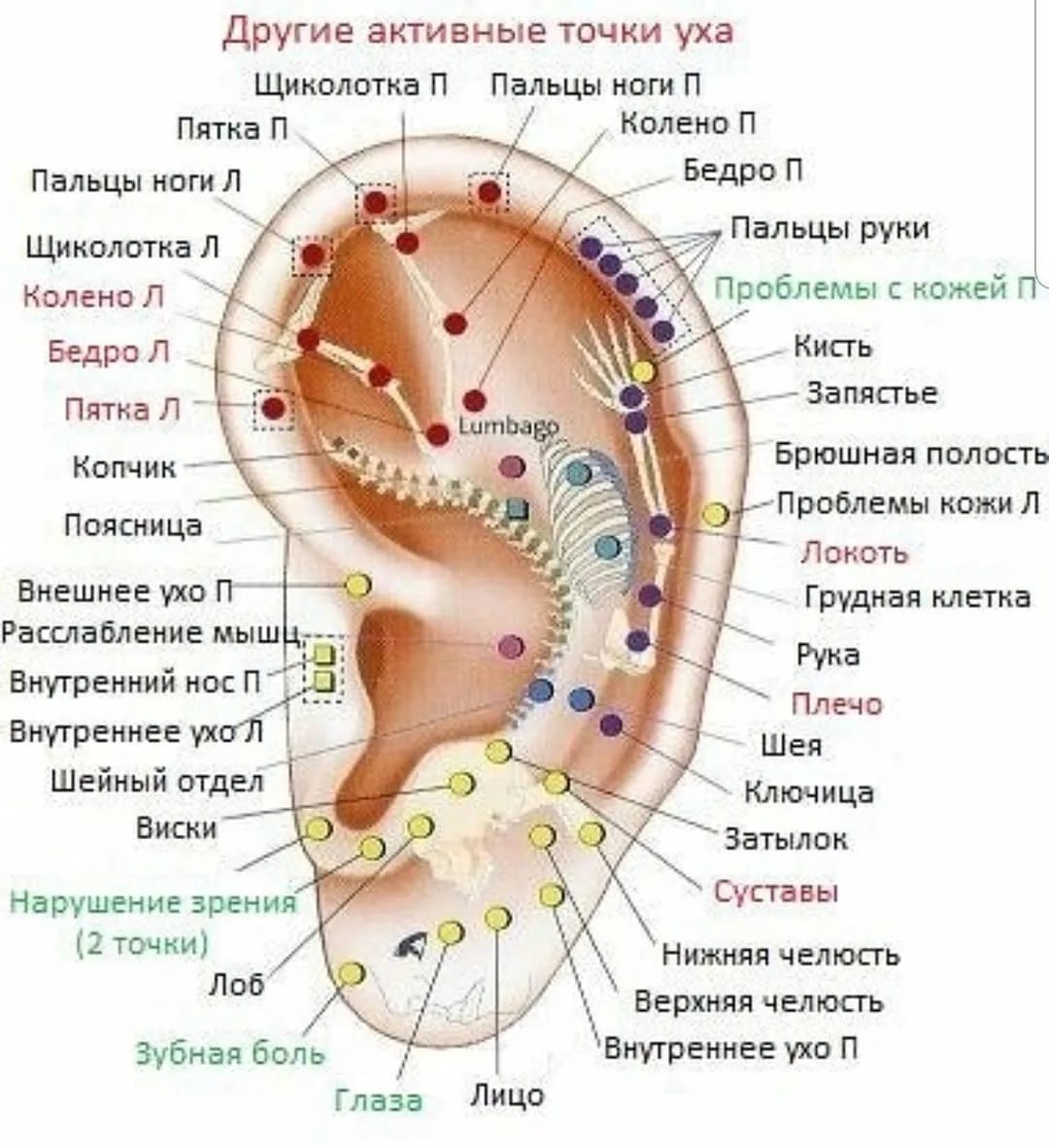 Акупунктурные точки на ушной раковине человека