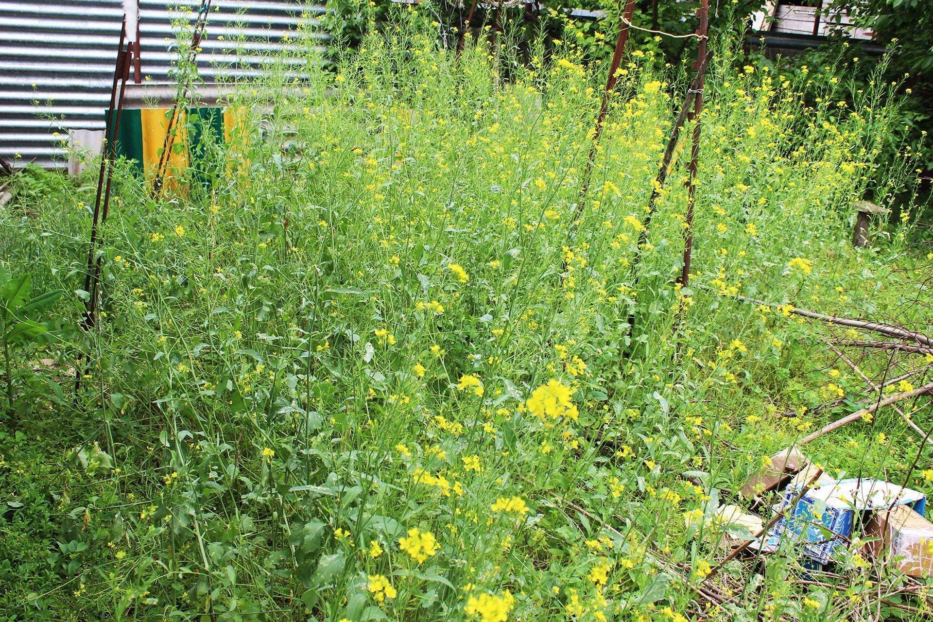 Как утилизировать ветки и траву на своем участке