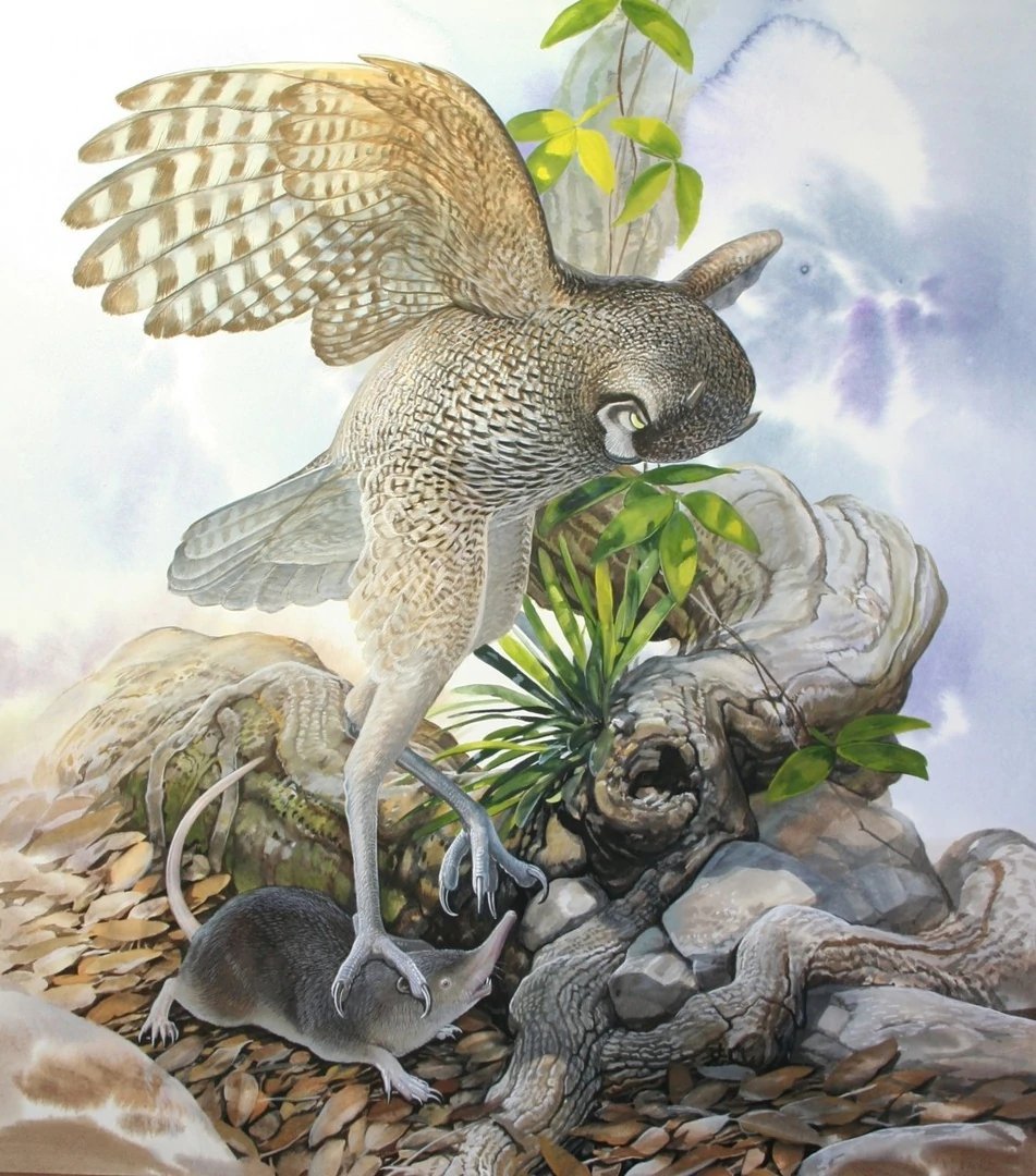 Ornimegalonyx oteroi