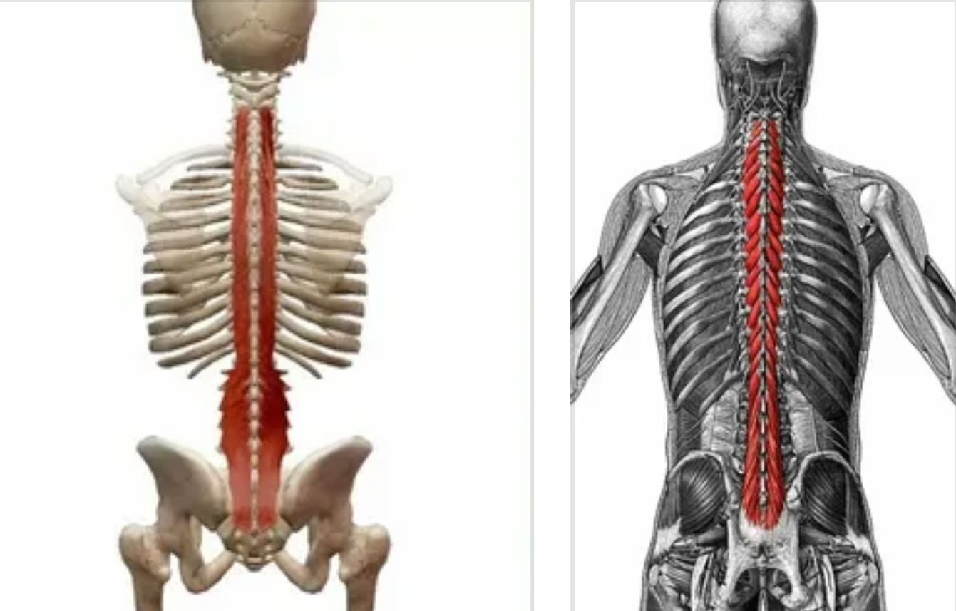 Мышца выпрямляющая позвоночник анатомия