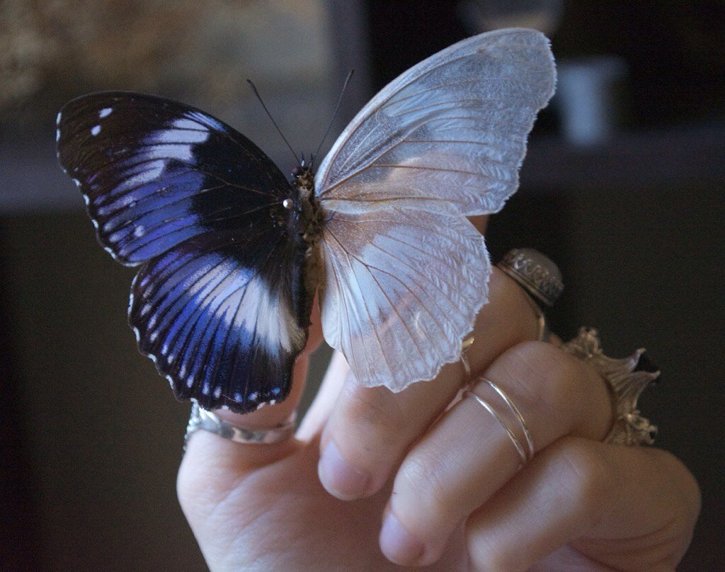 Butterfly Aesthetics