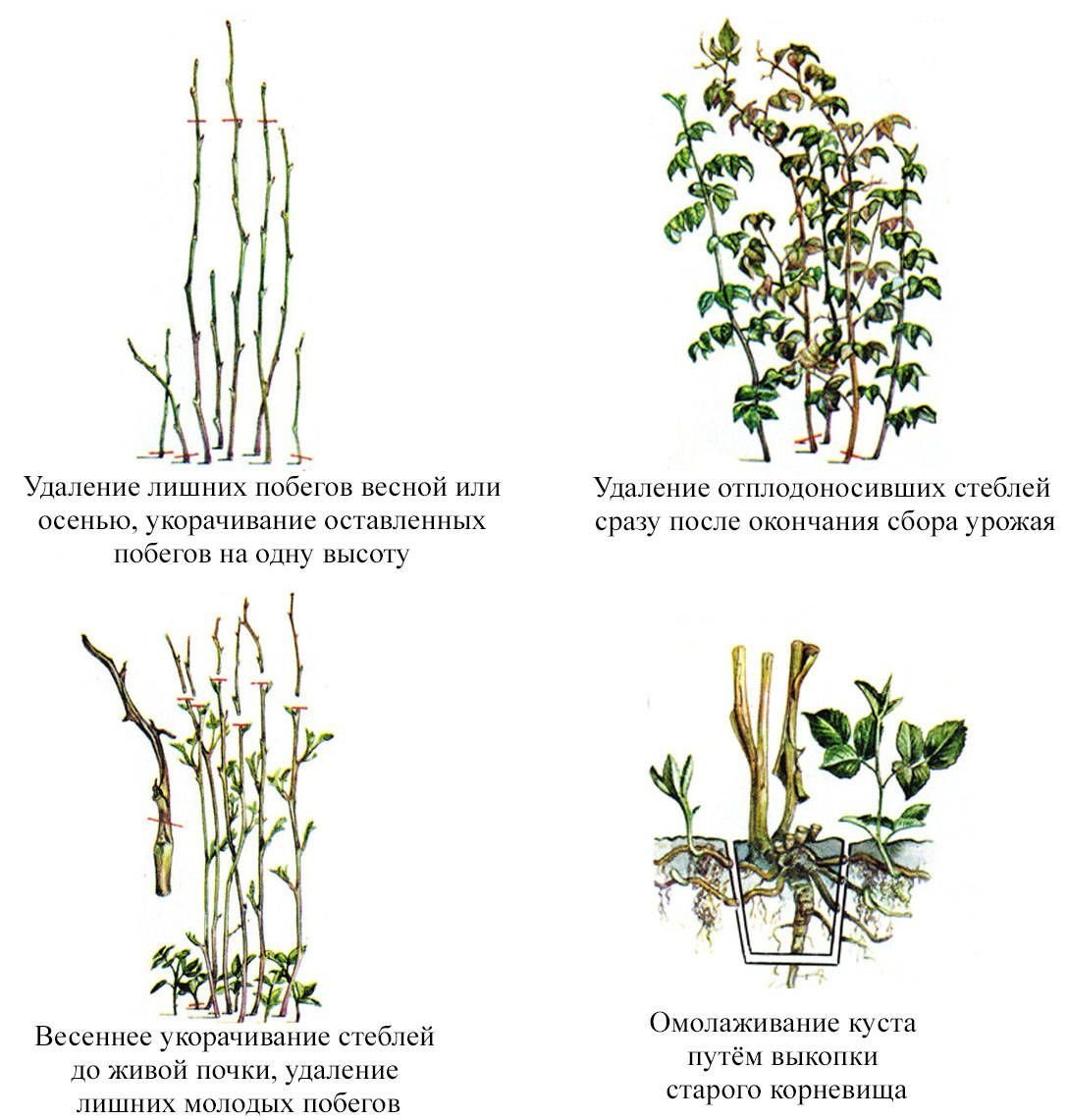 Как правильно малину осенью. Обрезка ремонтантной малины весной. Обрезать ремонтантную малину. Схема обрезки ремонтантной малины. Весенняя обрезка ремонтантной малины.