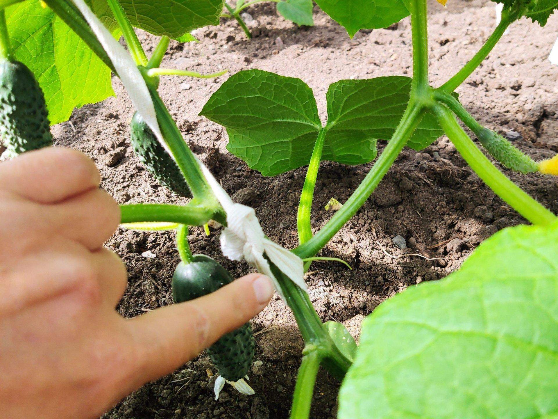 Огурцам необходимо. Огурцы удобрение для подкормки в открытом грунте. Пасынковать огурцы в теплице. Огурцы на даче. Схема подкормки огурца.