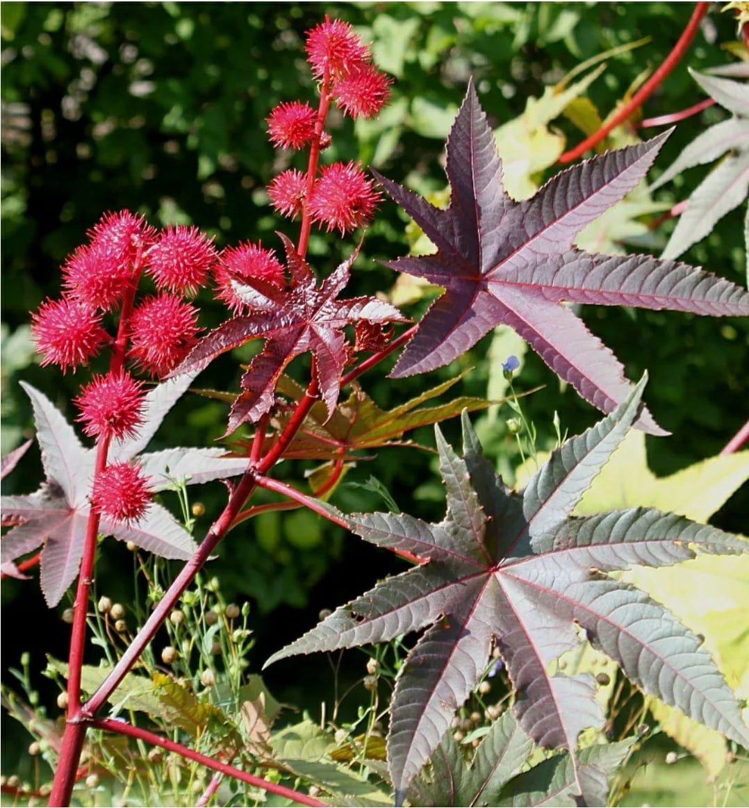 Клещевина Ricinus communis