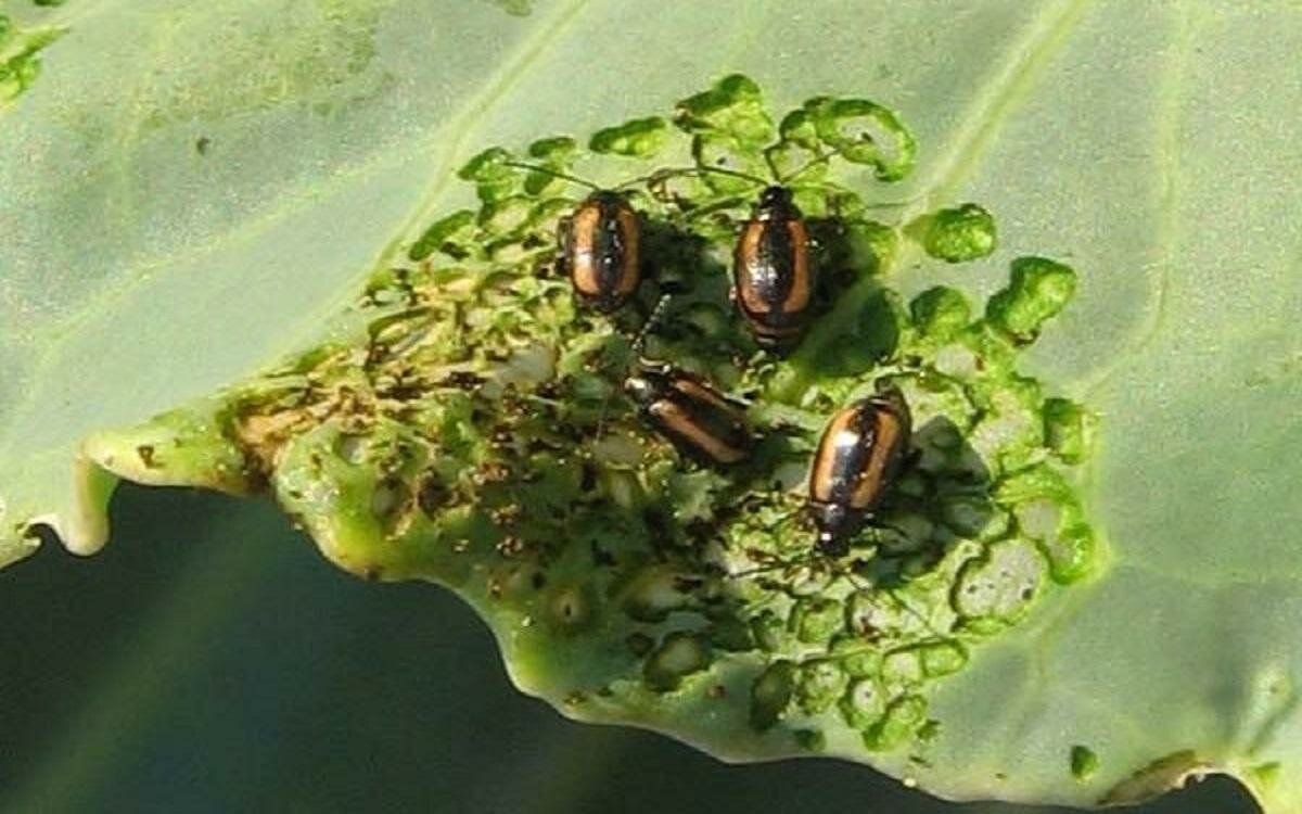 Жуки на винограде фото и борьба с ними