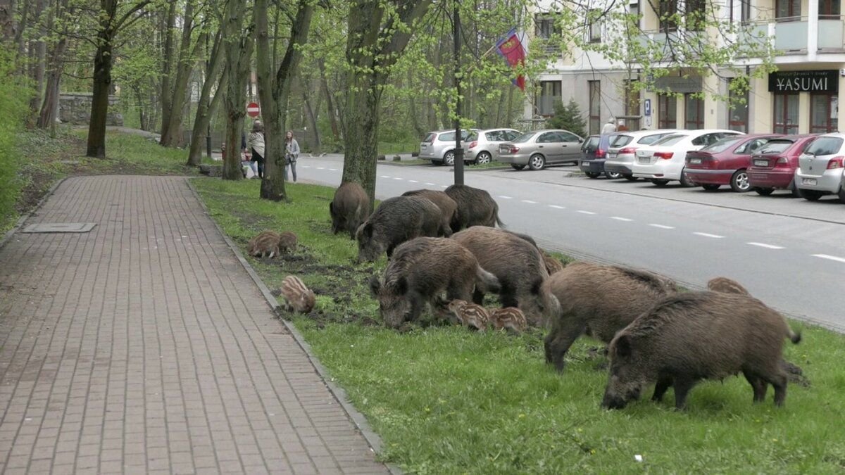 Мытищи кабаны. Хайфа кабаны в городе. Кабан в городе. Дикий кабан в городе. Кабаны в Берлине.