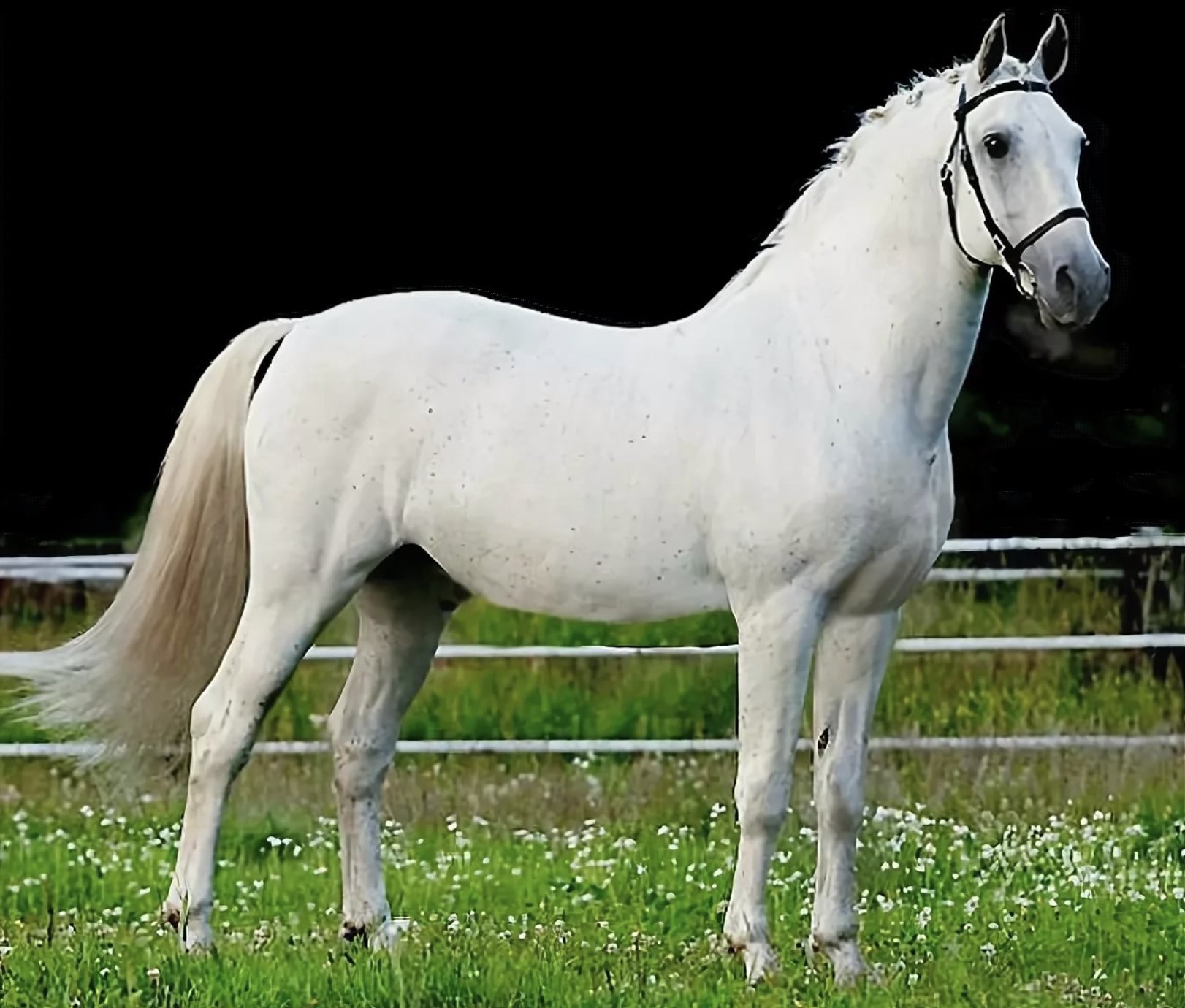 Липицианская лошадь