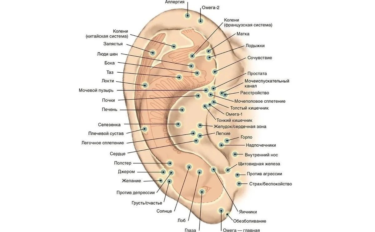 Какой орган отвечает за. Акупунктурные точки на ухе человека. Акупунктура уха точки схема. Акупунктурные точки ушной раковины. Точки акупунктуры на ушной раковине.