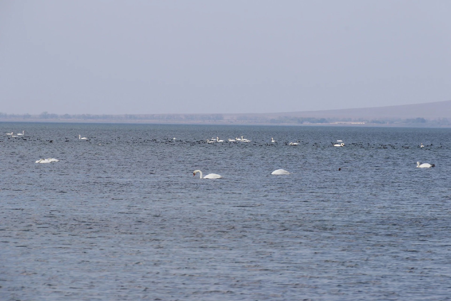 темрюкский залив азовского моря