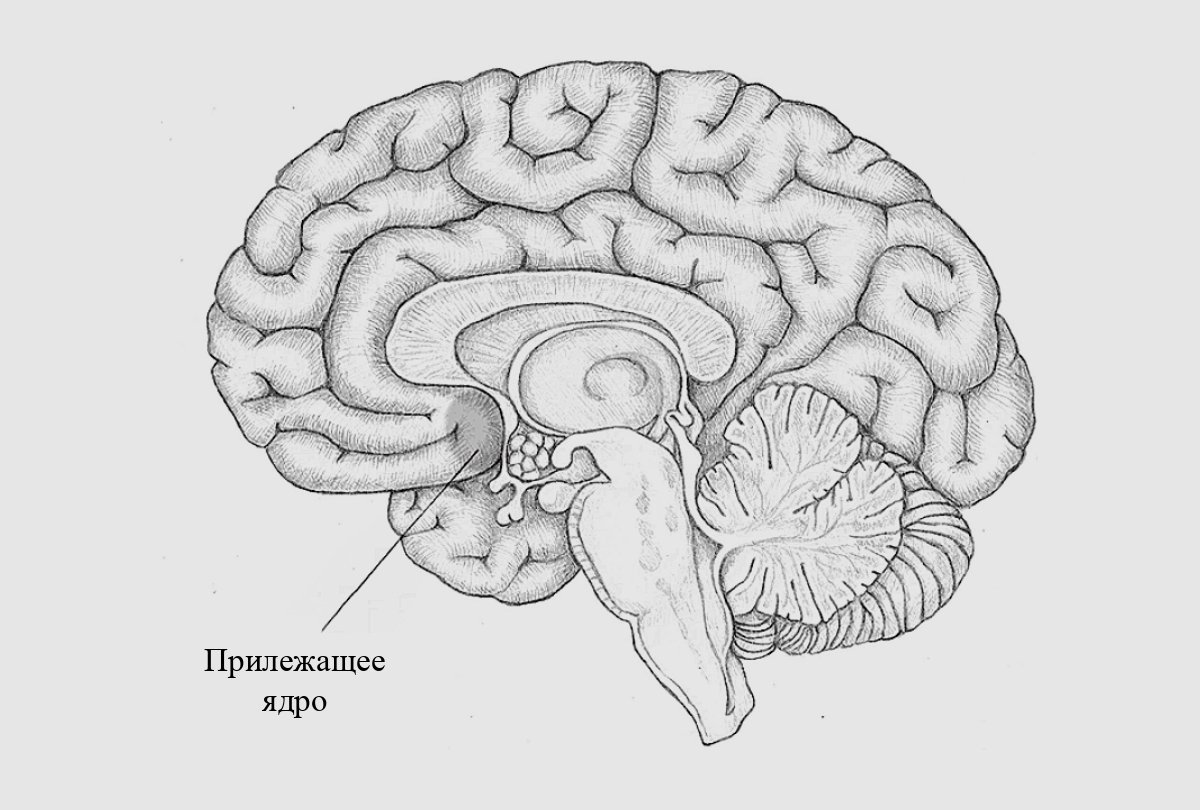 Рисунок передний мозг